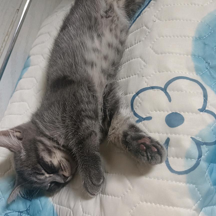 锦猫夜行