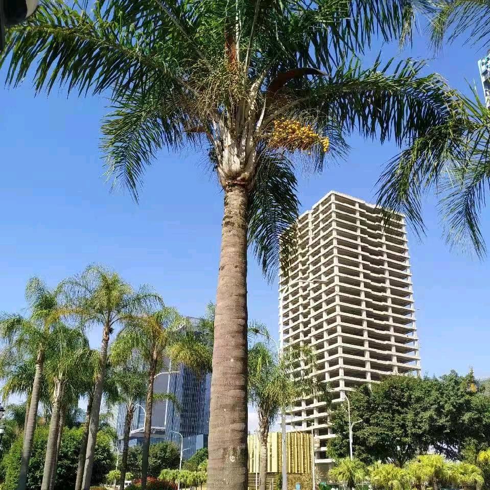 金匠星