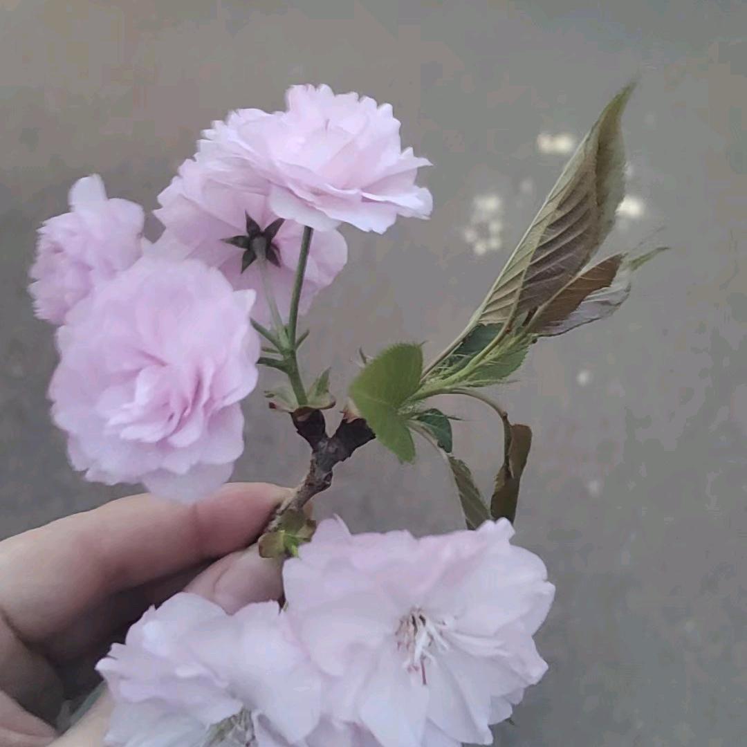 吊几甩