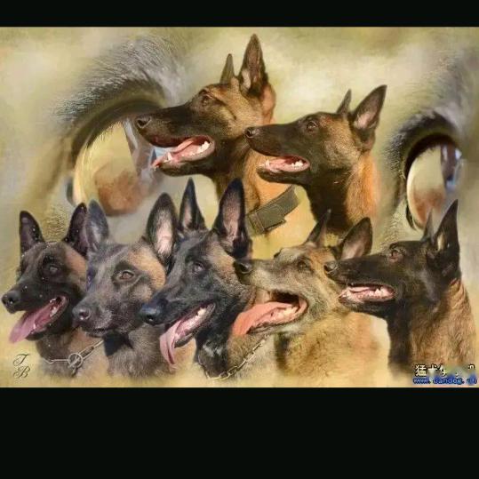 鲁达优质犬基地