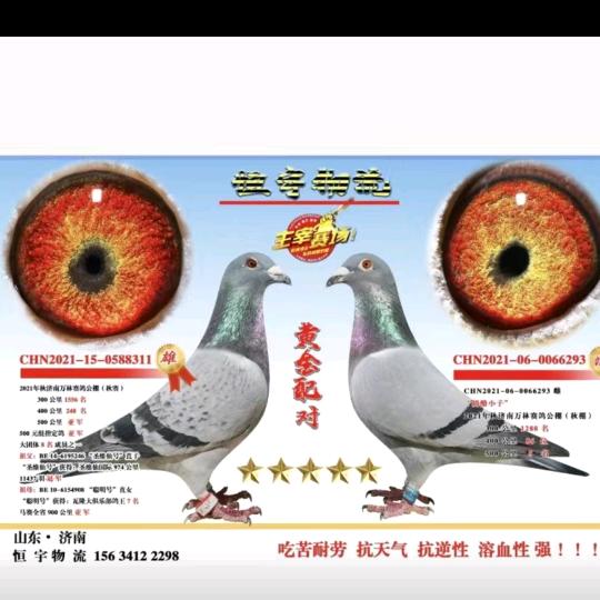 高端铭鸽赛鸽