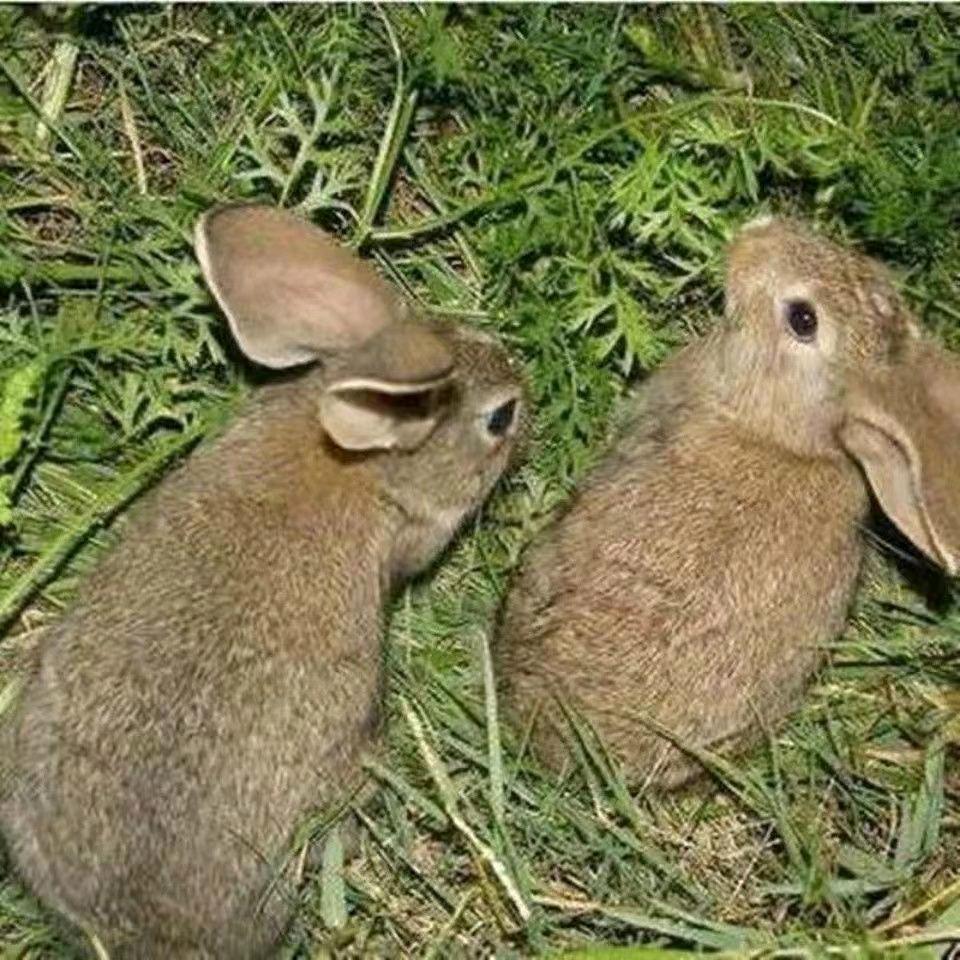 宏思养殖有限公司