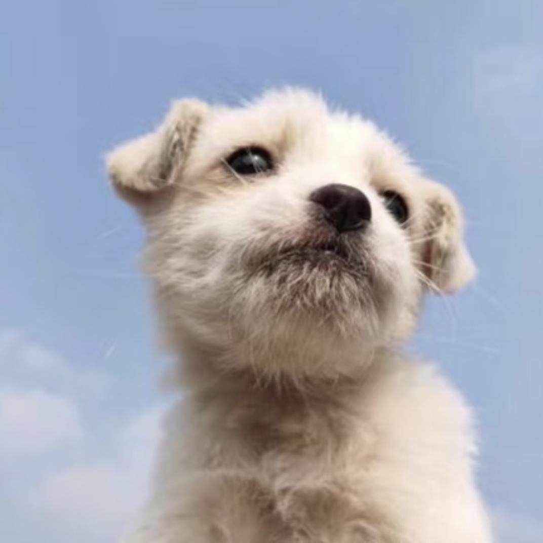 今天扶老奶奶闯红灯了吗