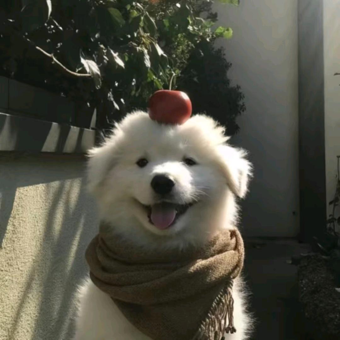 牡丹花开