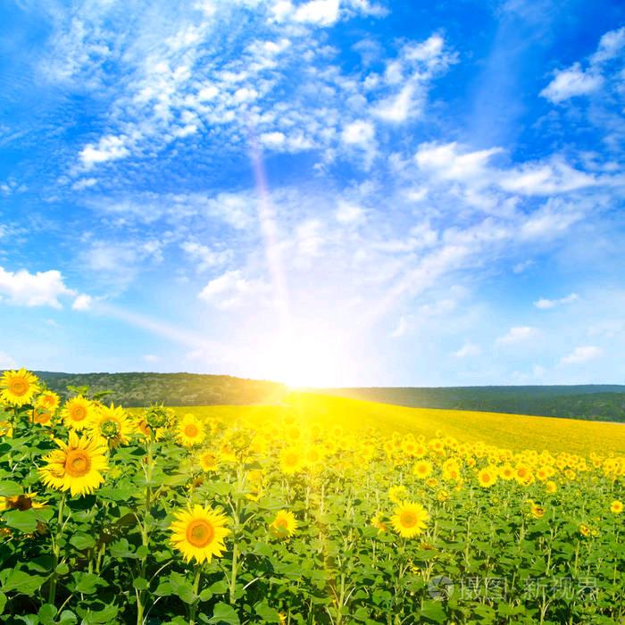 可乐🌻