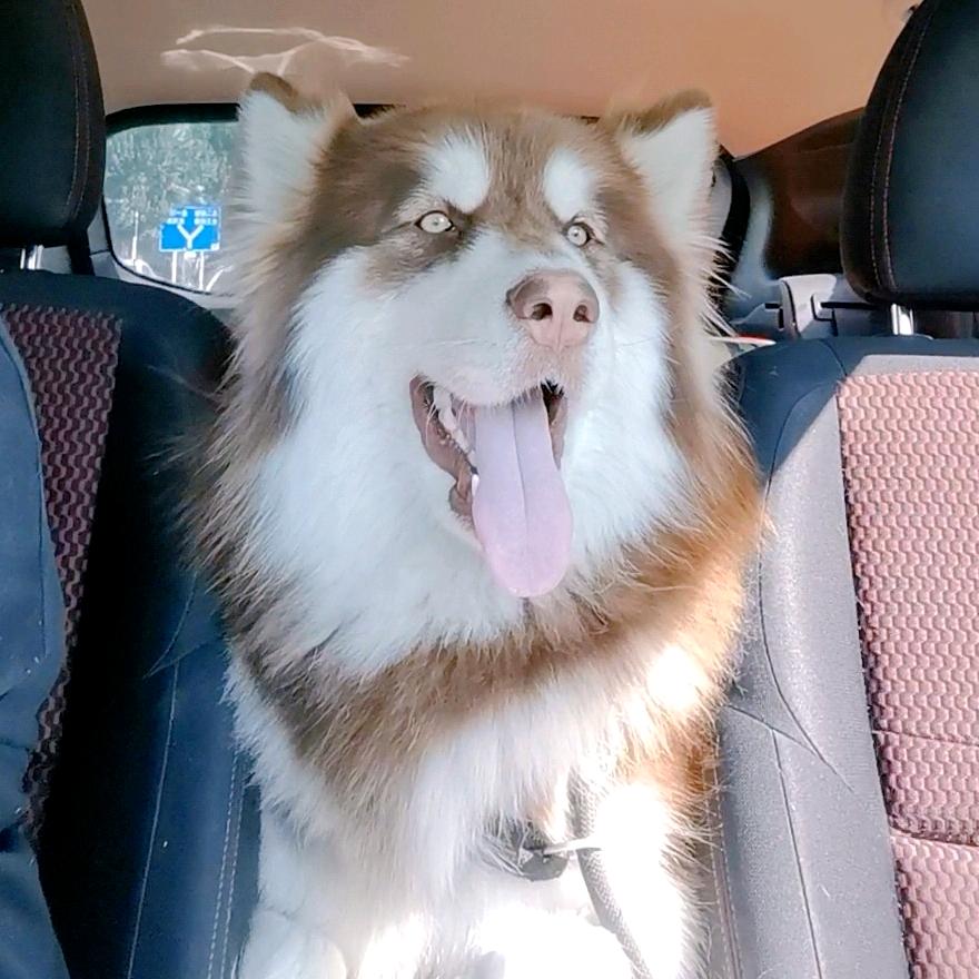 二饼🐾是只狗