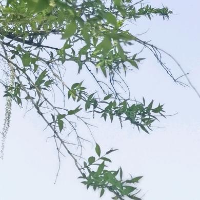麟瑞
