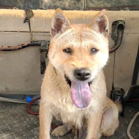 贵州荣哥土猎犬