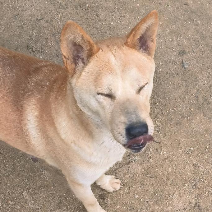 大大