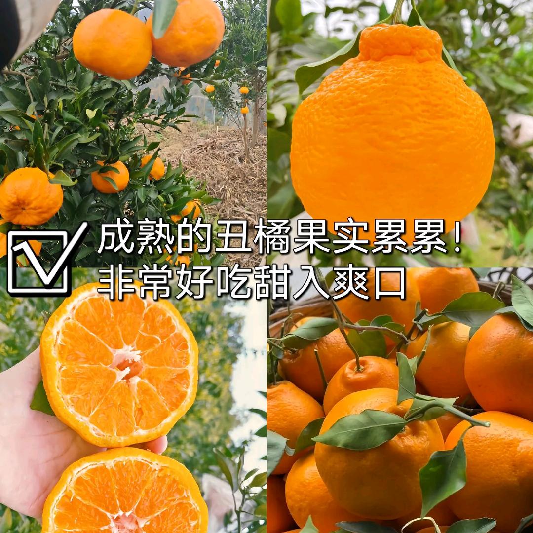 新鲜水果小时达