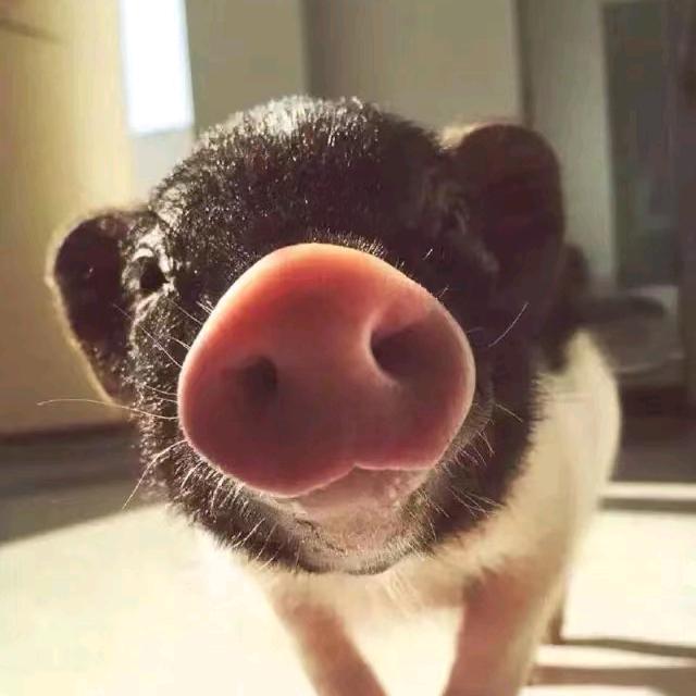 小白