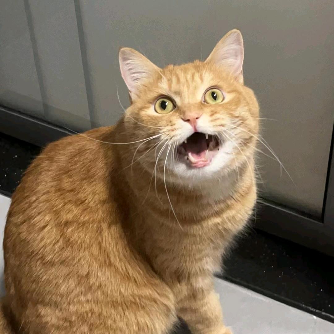 刘咪是只猫🐱