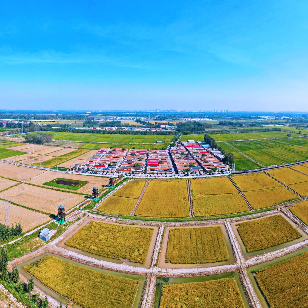 黄河岸边•稻香花海