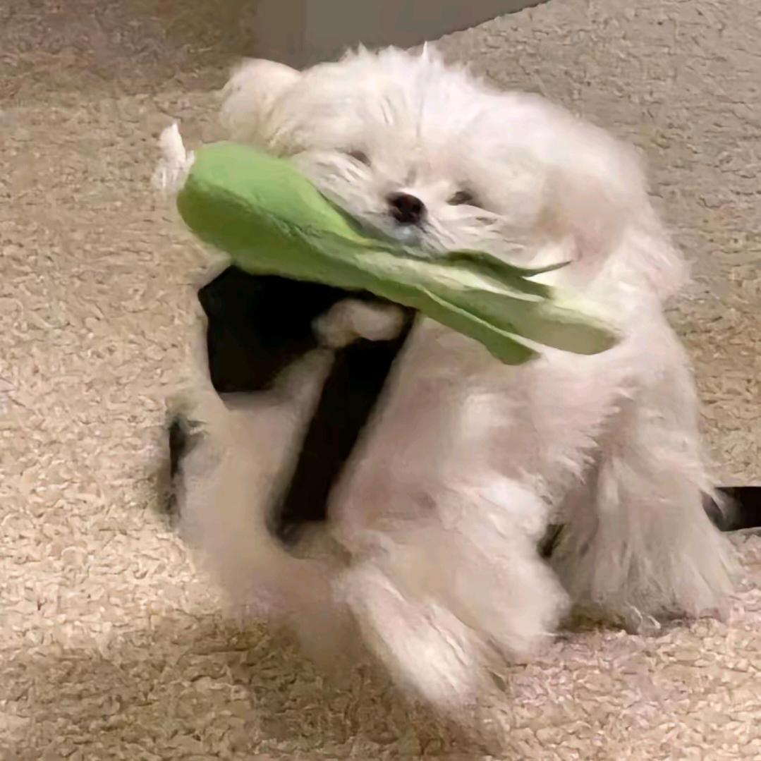泡泡🥚