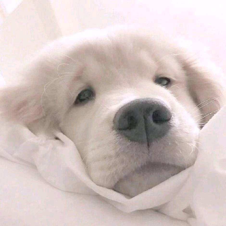 重庆重草