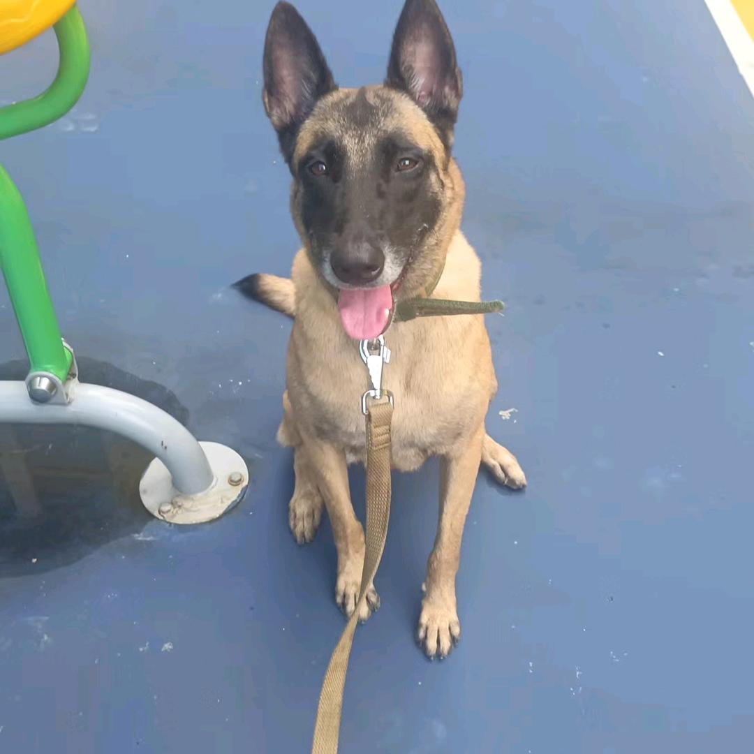 神犬赛虎，旺财