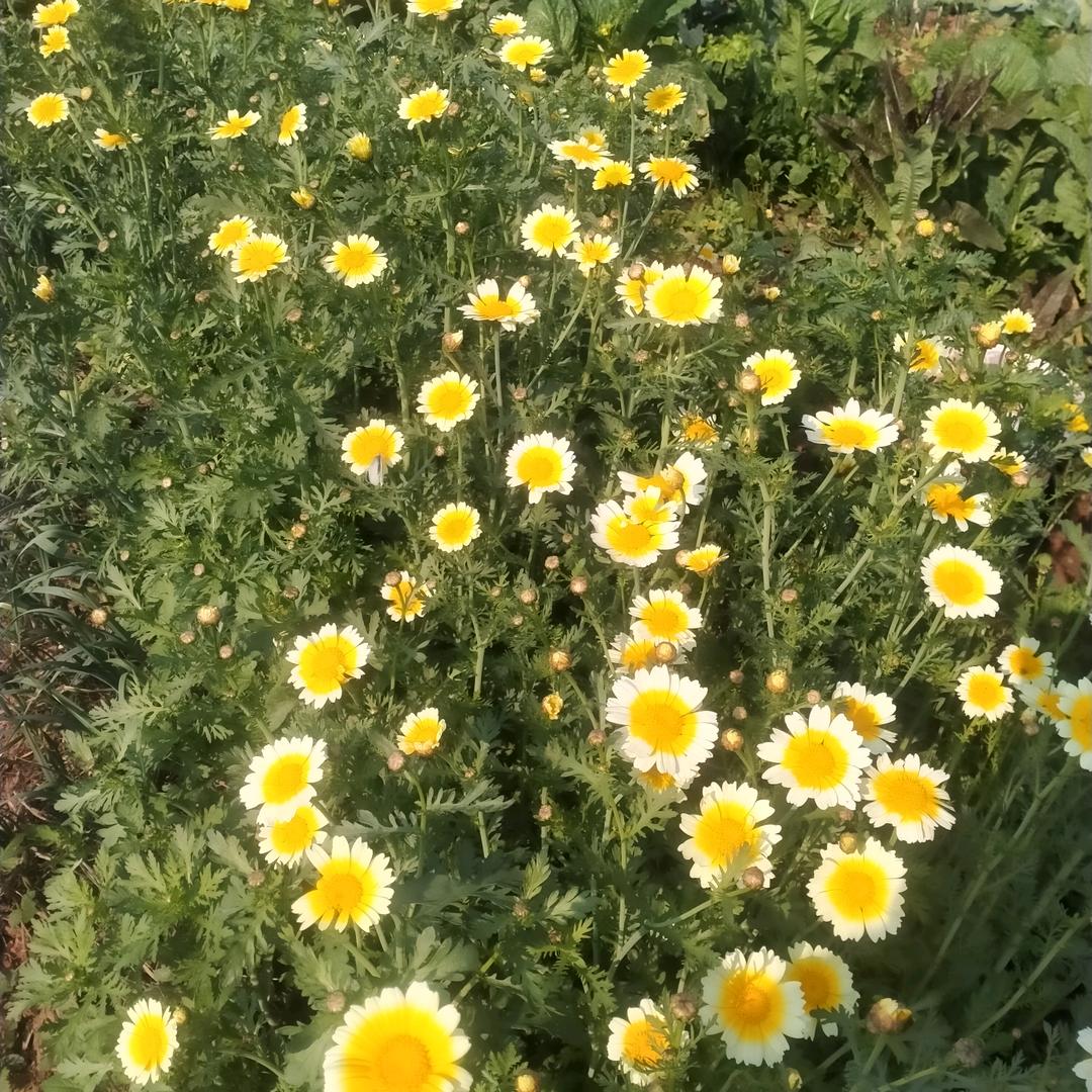 一棵杏树
