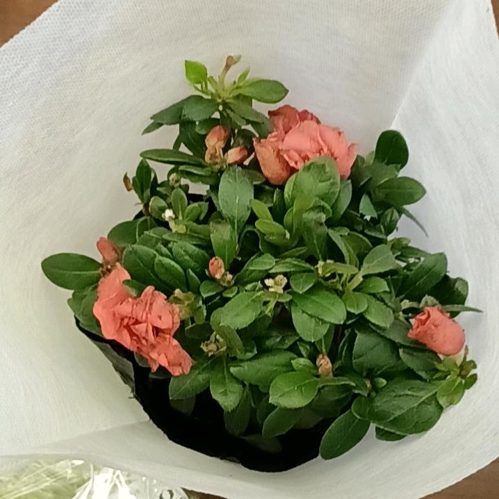 越龙飞