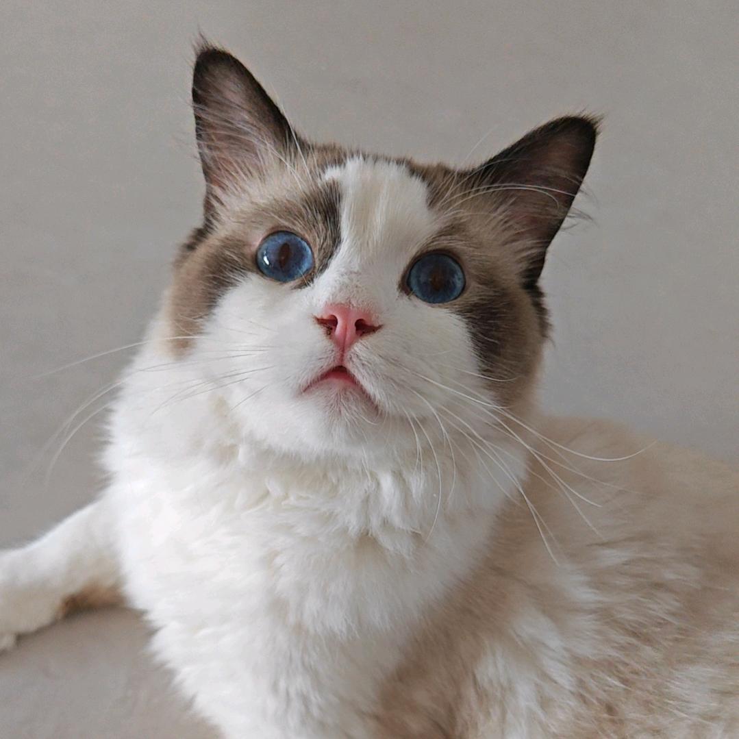 吃瓜猫