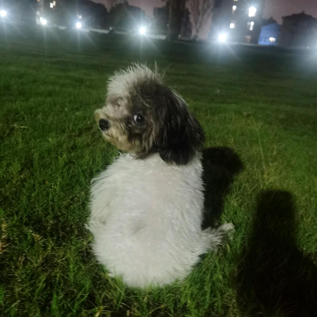 百万和Money的妈咪