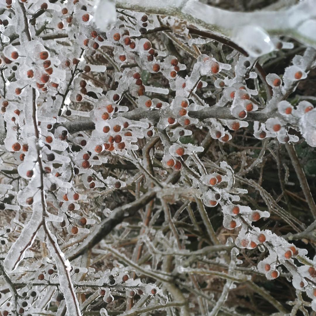 🌹꧔ꦿ᭄承蒙💞厚爱᭄࿐🎋