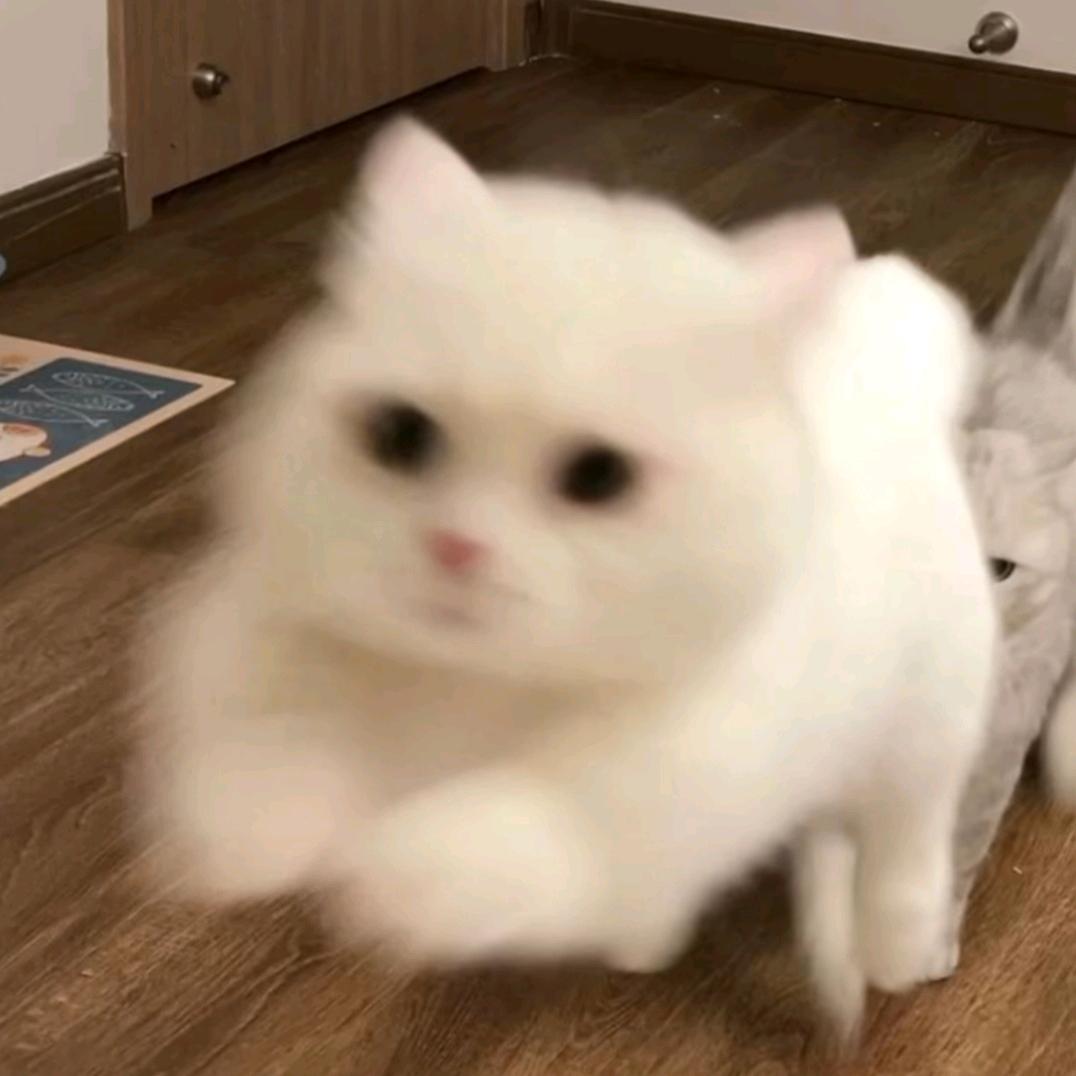 迪奥