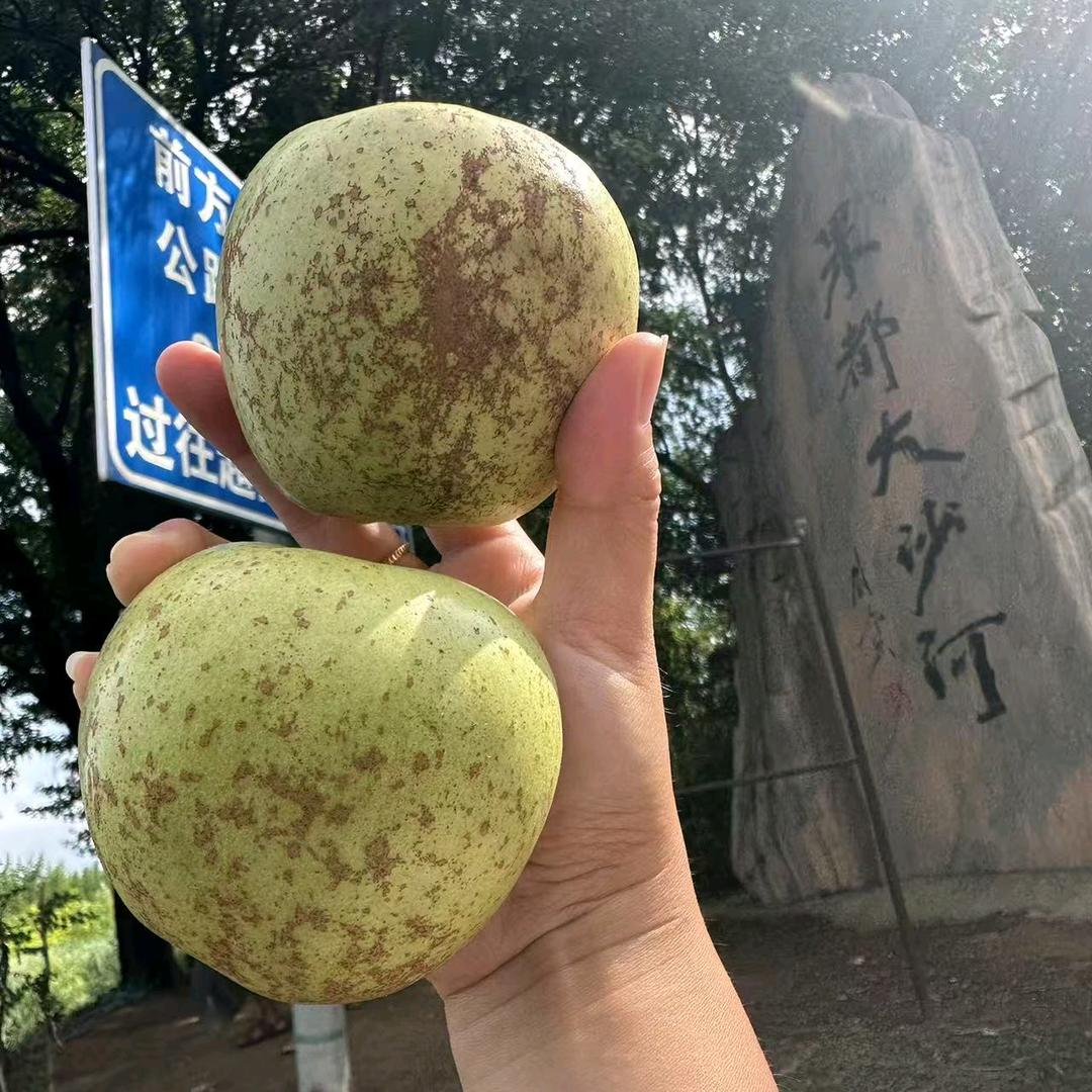 老黄家金帅熟了