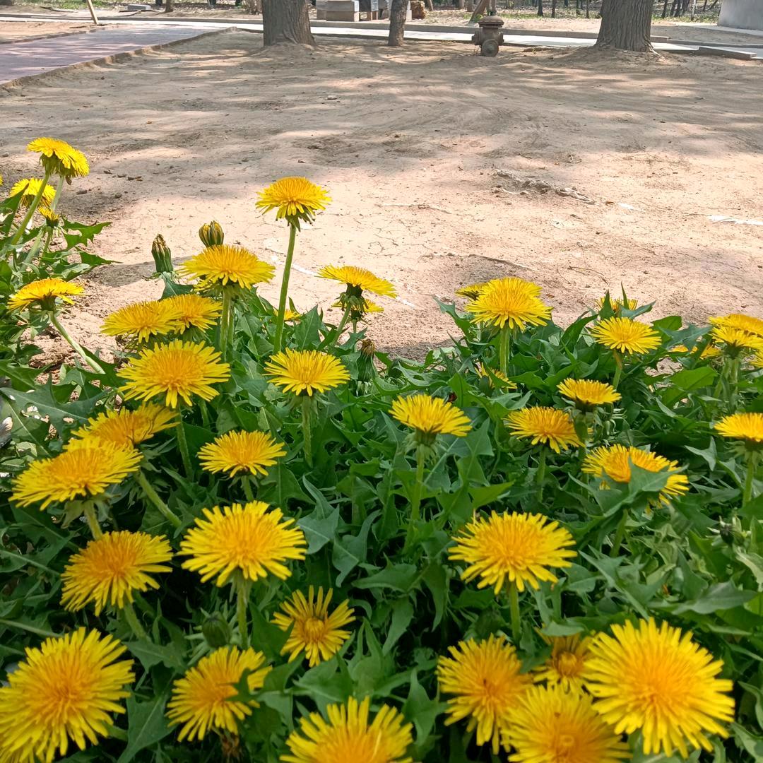 乡间油菜花