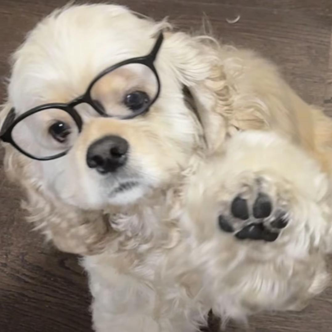 幸运欧哈纳ฅ˙Ⱉ˙ฅ