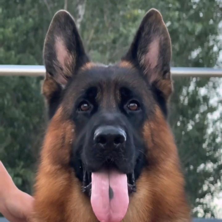 （三源犬舍）唐游子