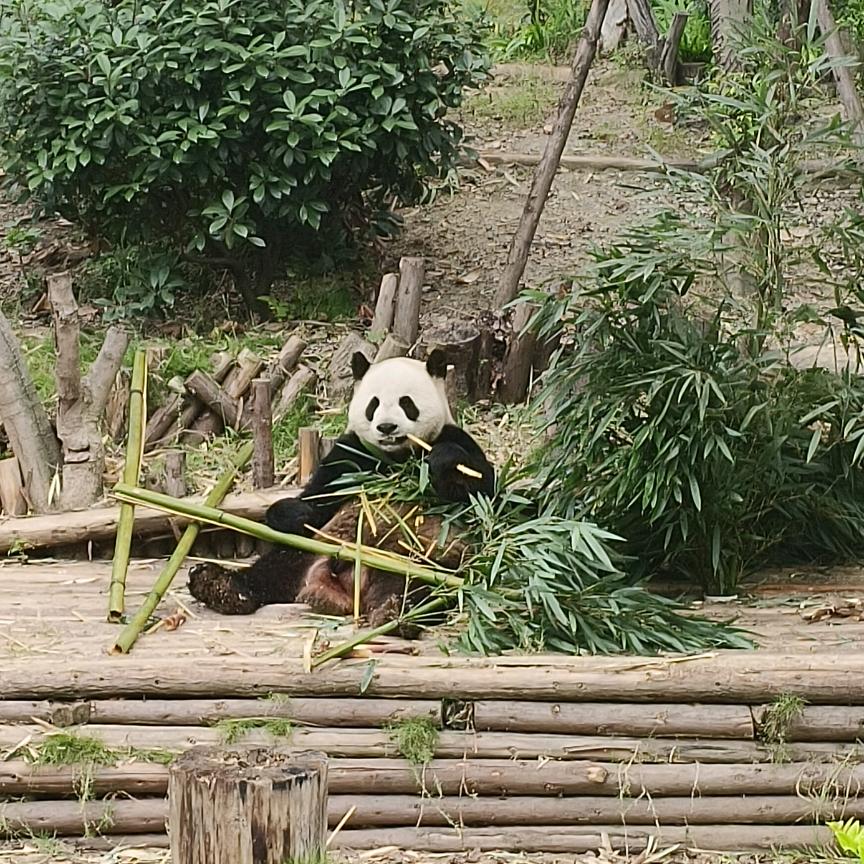 啾啾啾～啾啾啾