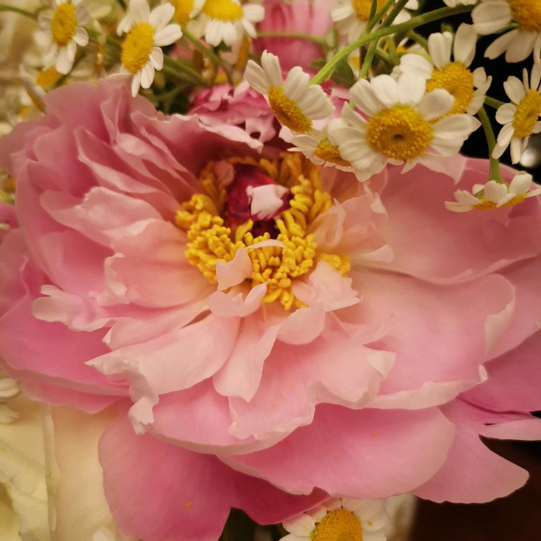 松果豆