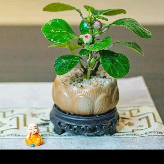 草莓小奶球