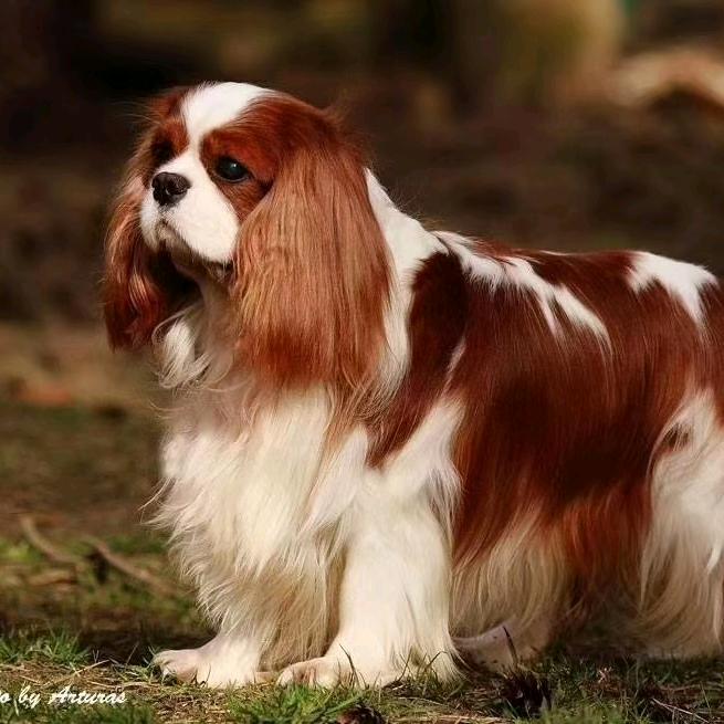 查理王，洛阳哈迪斯犬舍