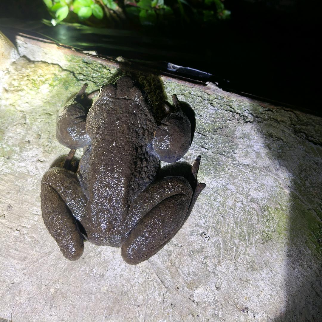 彝良县神蛙养殖专业合作社