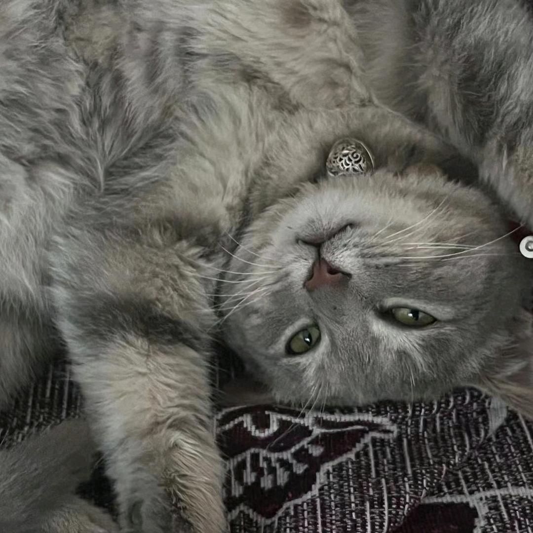 猫猫怪