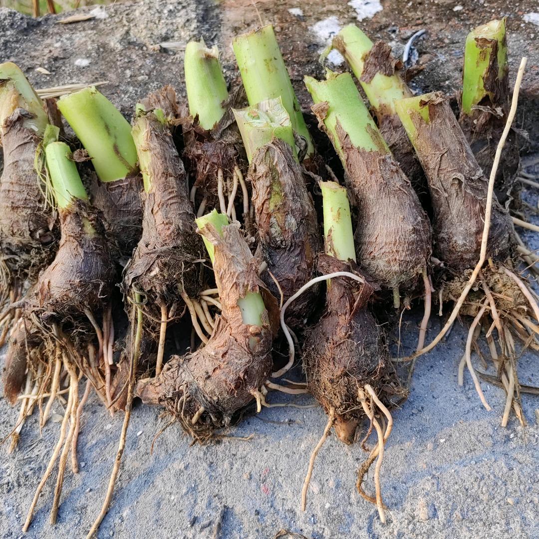 蹄芋满满果蔬农产品