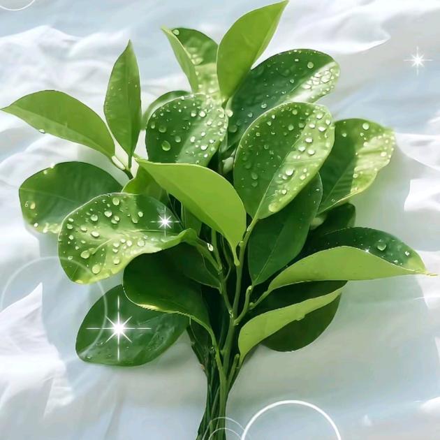 小红豆