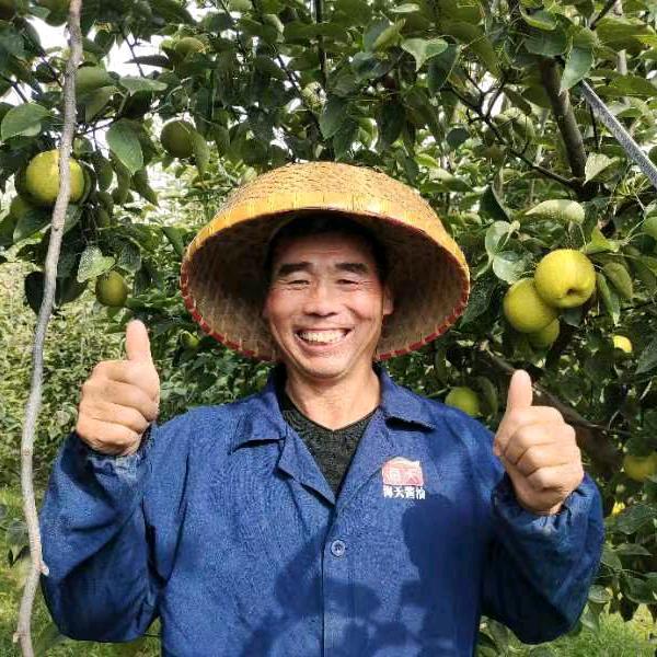 农家自种果园梨