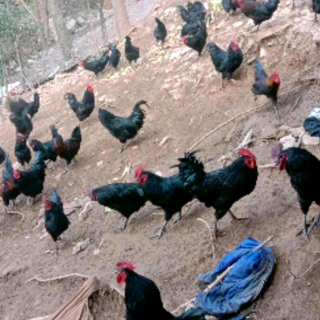 城口我家有土鸡
