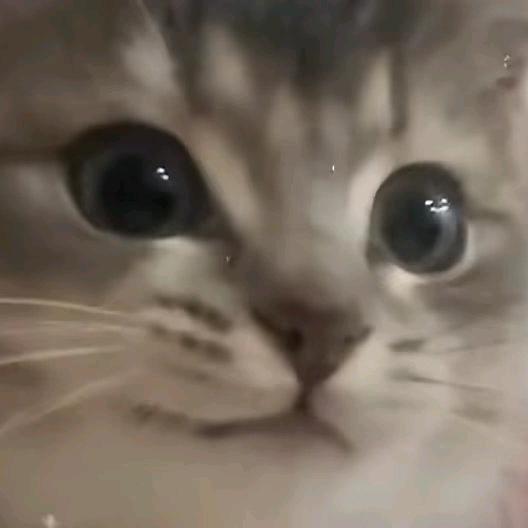 宇小言