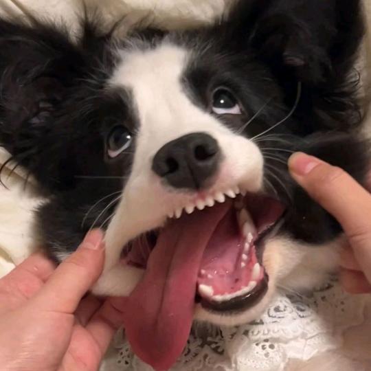 梨涡圆点