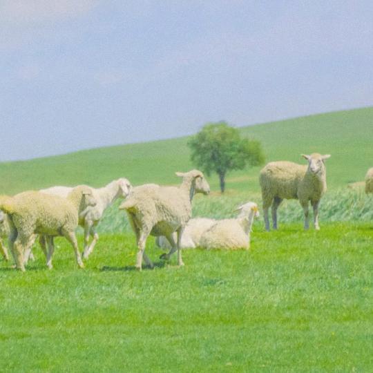 卤味凉菜(江淮人家店)卤味凉菜(江淮人家店)