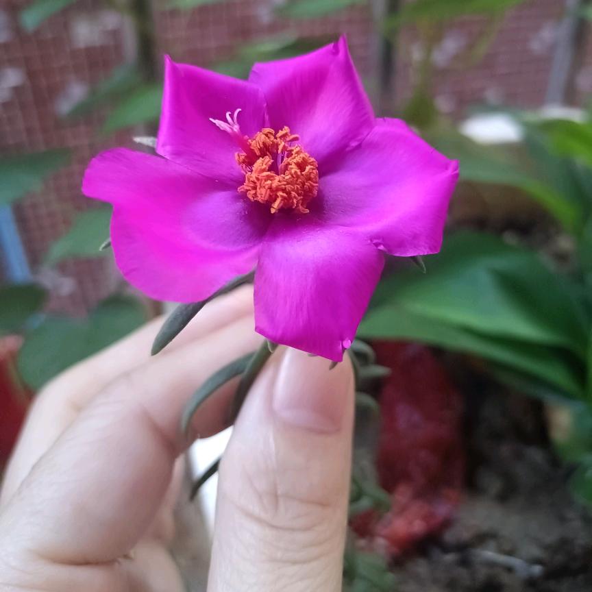 এ᭄粤来ꦿ꯭ꫛ粤꧔ꦿ好এ᭄