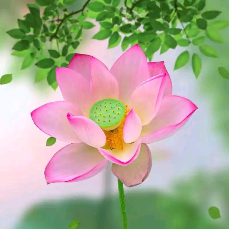 庙头大汉蓝妍美容养生店