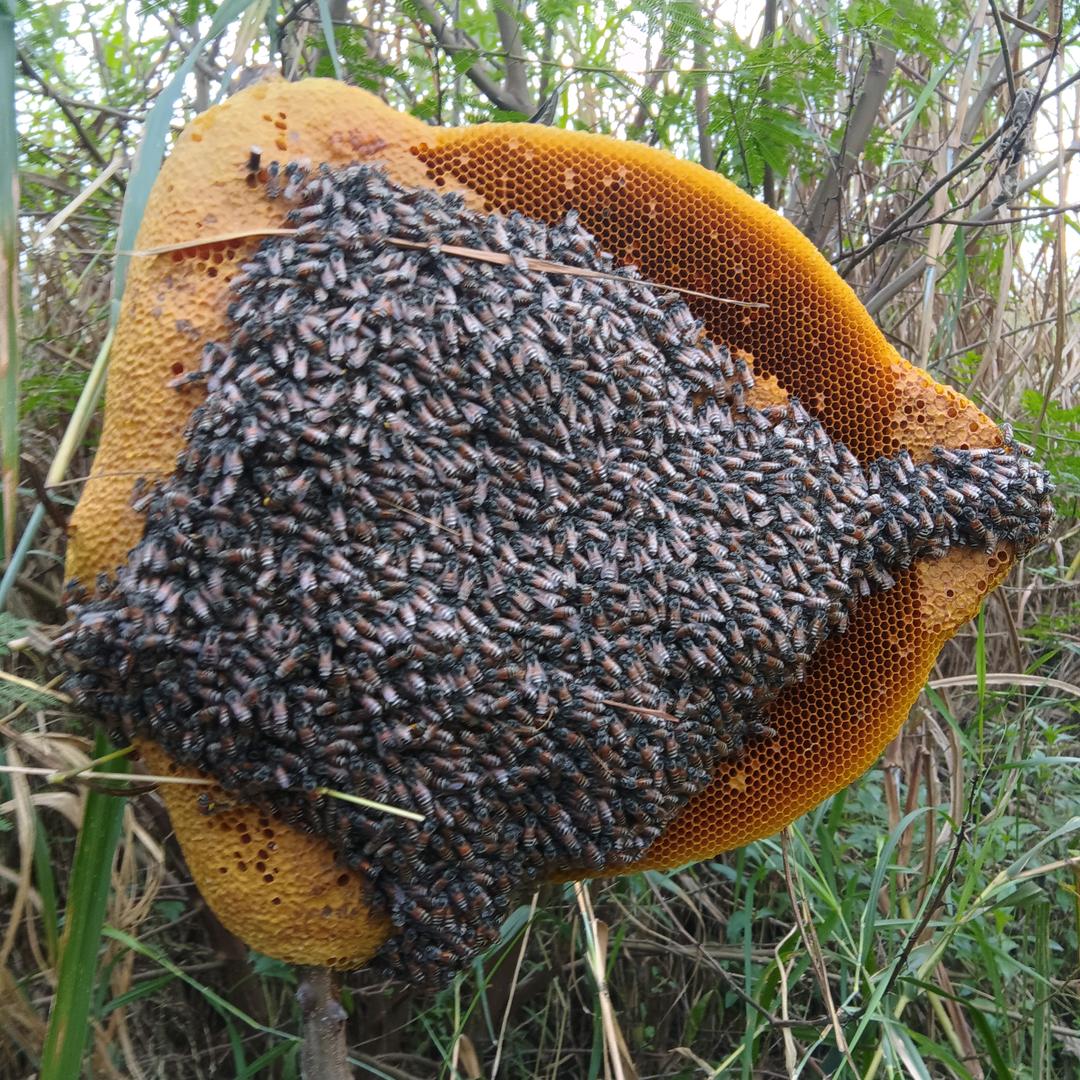 刘哥野生小排蜜