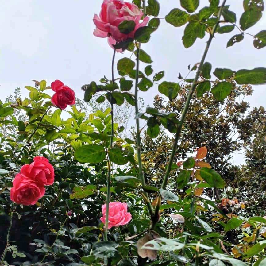 A一帆风顺