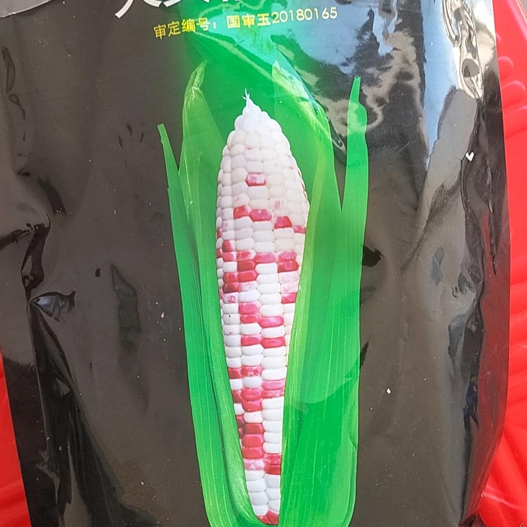 徐州鲜玉米大王