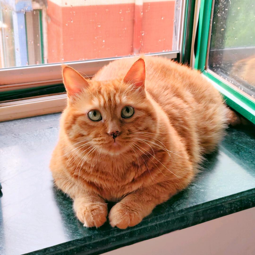 橘猫～旺财