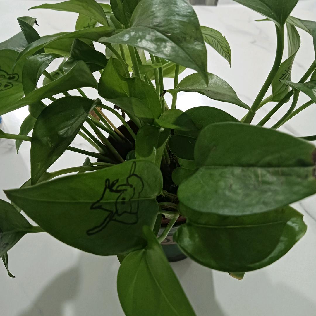 心里苦，自己知道